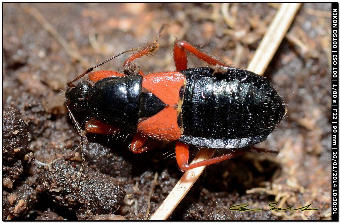 Nabidae: Prostemma guttula della Sardegna (Alghero)